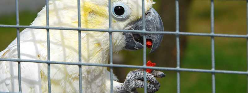 Animal & Bird Enclosures